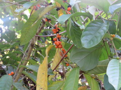 Sarcandra glabra