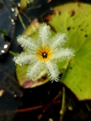 Nymphoides