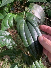 Dioscorea transversa