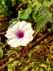 Ipomoea aquatica
