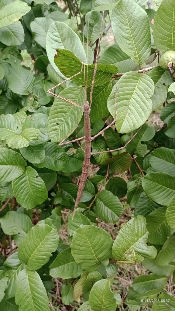 stick insect