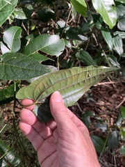 Dioscorea transversa