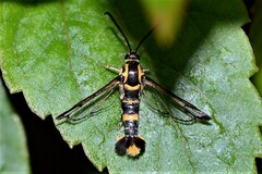 Synanthedon