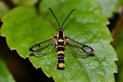 Synanthedon