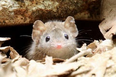 Antechinus