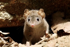 Antechinus