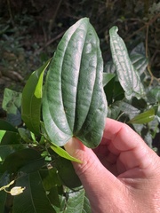 Dioscorea transversa