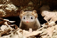 Antechinus