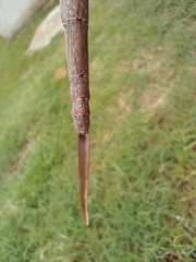 Otocraniella flagelloantennata