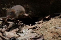 Antechinus
