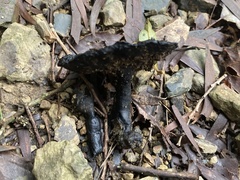 Sanguinoderma rugosum