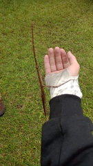 Otocraniella flagelloantennata