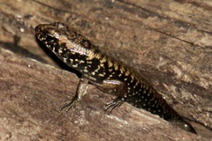 Silvascincus murrayi