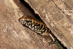 Silvascincus murrayi