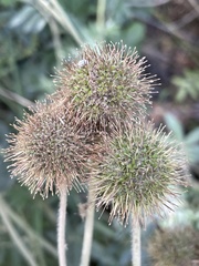 Acaena ovalifolia