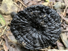 Sanguinoderma rugosum