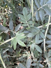 Acaena ovalifolia
