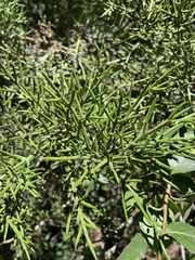 Colletia hystrix