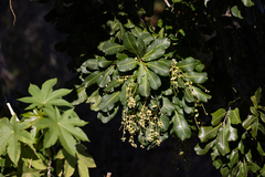 Cupaniopsis anacardioides