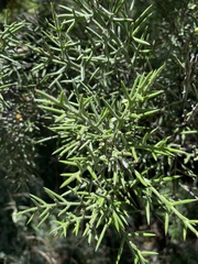Colletia hystrix