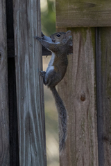 Sciurus carolinensis