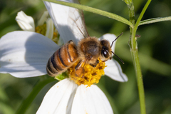 Apis mellifera