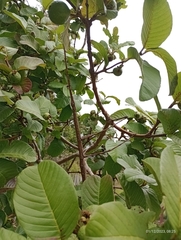 Otocraniella flagelloantennata