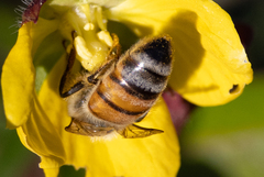 Apis mellifera