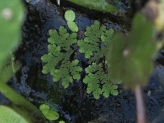 Azolla caroliniana