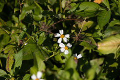Bidens alba