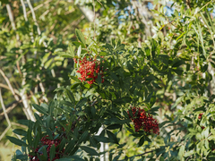 Schinus terebinthifolia