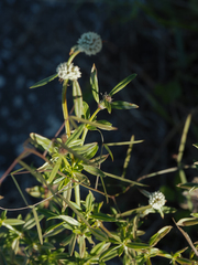 Spermacoce verticillata