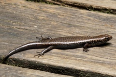 Silvascincus murrayi