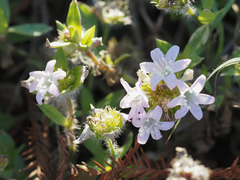 Richardia grandiflora