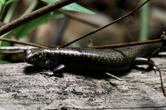 Silvascincus murrayi