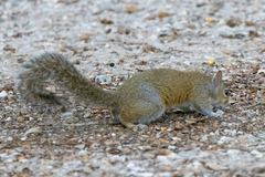 Sciurus carolinensis