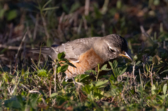 Turdus migratorius