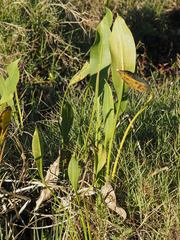 Sagittaria lancifolia