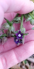 Anchusa officinalis