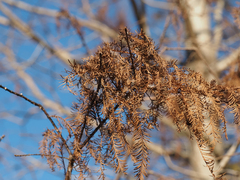 Taxodium distichum