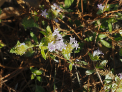 Richardia grandiflora