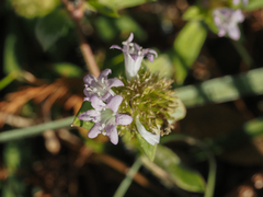 Richardia grandiflora
