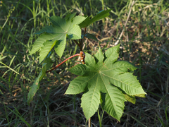Ricinus communis