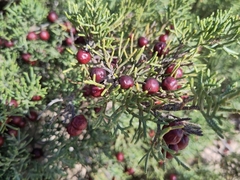 Juniperus turbinata
