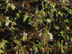 Richardia grandiflora