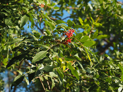 Schinus terebinthifolia