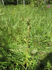 Campanula cervicaria