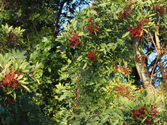 Schinus terebinthifolia