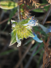 Richardia grandiflora