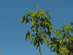 Ricinus communis